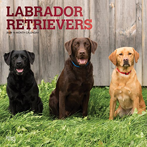 Labrador Retrievers 2019 - 18-Monatskalender mit freier DogDays-App (Wall-Kalender)