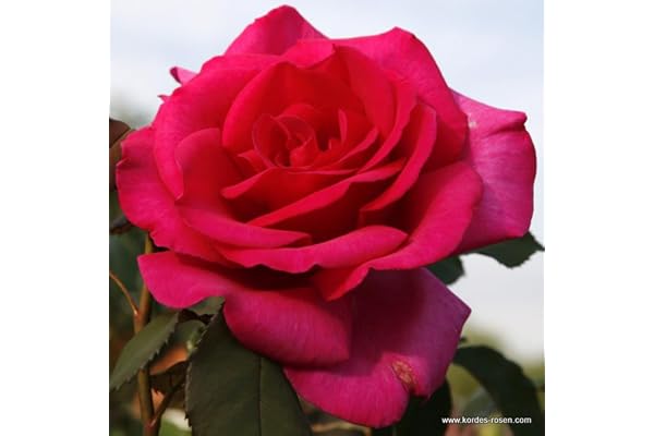 2 x Rosier - Rosa 'Parole' en pot 25-30 cm - Parfums puissants et floraison époustouflante