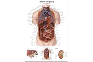 Erler Zimmer anatomische Lehrtafel, Innere Organe, Lehrmittel, 50x70cm