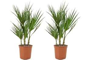 Bloomique - Lot de 2 - Washingtonia Robusta - Palmier éventail mexicain - Palmier rustique - Plantes de jardin - 50-60 cm de haut - Pot 14 cm