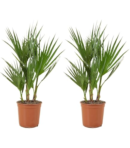 2 Palmiers Phoenix Canariensis - Ambiance Méditerranéenne Assurée ! ⌀19 Cm - 80-100 Cm