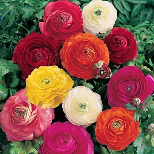 Miscellaneus Ranunculus Mischung 10/ 25 /50 Blumenzwiebeln Wuchshöhe ca. bis 50cm (25)