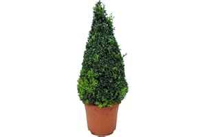 Setos y arbustos de Botanicly – Boj Común – Altura: 90 cm – Buxus Sempervirens