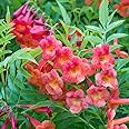 Ripee Tecoma/Tikoma Trumpet Vine Trumpet creeper Red Flower Hybrid - 1 Healthy Live Decorative Flowering Plant Indoor Outdoor Plant Air Purifying Plant Indoor House Plants In Small Black Pot