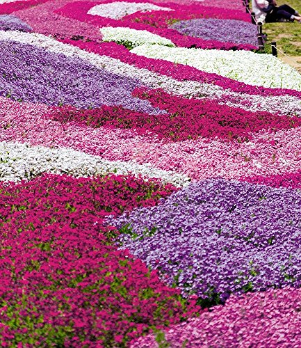 BALDUR-Garten Phlox-Mix „Flowers of the Sea“,4 Pflanzen - 3