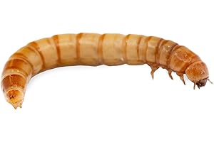 ANT DIMENSION Gusanos de la Harina (Tenebrio Molitor) | 500g - 4000 uds Aprox | Alimento Vivo Natural para Pájaros, Peces, Reptiles, Roedores y Tortugas