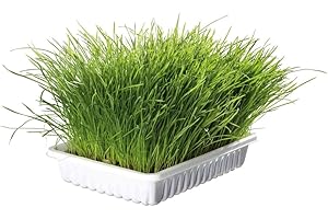 animallparadise - Herbe à Chat Tendre 100 g en barquette