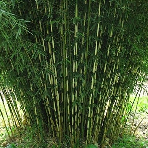 1 Pflanze Frostharter Hecken Bambus Fargesia robusta Campbell schnellwachsend ohne Rhizome