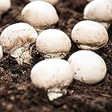 100 Semi Di Fungo Pulsante, Piante Resistenti Per Il Giardino Funghi Verdure Invernali Piante Resistenti Per Il Giardino Semi
