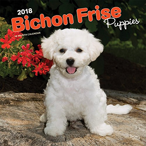 Download Bichon Frise Puppies 2018 Wall Calendar Download Bichon Frise Puppies 2018 Wall Calendar