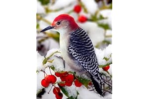 DCIDBEI (40x50cm) DIY Pintura Diamante Cuadrada Pájaro 5D Diamond Painting Animales Reales Punto de Cruz Loro Set Mosaico Manualidades Adornos para Decoración de Pared Regalo