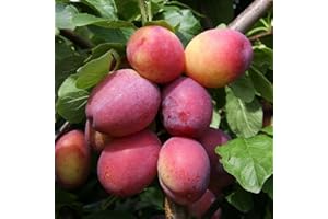 Plant Theory 1.2m Plum Victoria Fruiting Outdoor Fruit Tree 9L Pot SJA Rootstock