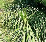 PLAT FIRM GerminaciÃ³n de Las Semillas: Greigia sphacelata Hardy piÃ±a!...