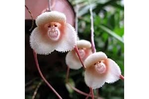 Haloppe 100/200 piezas cara de mono flores de orquídeas semillas de plantas para plantar en el jardín del hogar, semillas de flores raras semillas de plantas de forma novedosa para jardín 100pcs