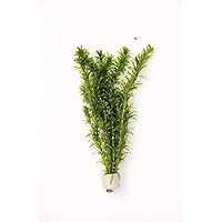 Deko im Trend Egeria densa Elodea densa Wasserpflanze Wasserpest Pflanze 1 Tonringe 5-6 Stengel
