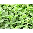 Organic Stevia Tulsi Live Plant (Qualified Healthy Plant) Pack of 1