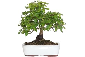 KENTIS – orientalisk avenbok bonsai – Carpinus Orientalis – riktiga prydnadsväxter för utomhusbruk – trädgård balkong terrass – H 35/45 cm kruka 25 cm