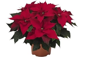 Flor de Pascua Premium DECOALIVE Planta Natural Regalo de Navidad Poinsettia