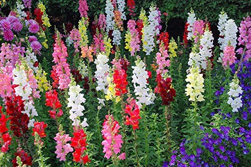 Snapdragons Tall Mix 0.3g or 250 Flower Seeds/for Cutting, beds & borders/12/2021