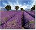 Produktbild Mauspad / Mouse Pad aus Textil mit Rückseite aus Kautschuk rutschfest für alle Maustypen Motiv: Provence Frankreich Lavendelfelder | 01
