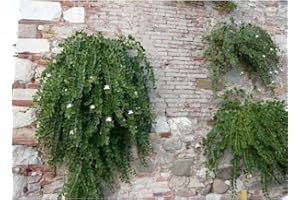 GT BIO Pianta Cappero bellissima Terre di Romagna vaso 14cm Made in Italy