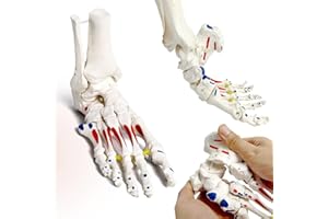 EVOTECH SCIENTIFIC Foot Skeleton Model On Elastic, W/Tibia-Fibula Stump Strung Elastic Bungee Muscle Insertions Origins for Accurate Study Kinematics Podiatrist Orthotisit Physiotherapist