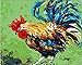 Price comparison product image OBELLA Painting by Numbers Kits || Rooster Green Grass 50 x 40 cm || Paint by Numbers, Digital Oil Painting (Framed)
