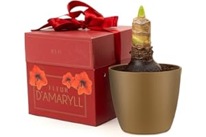 Red Amaryllis (1 Bulb) - Christmas Flower Bulb - in a Gift Box with Pot & Compost by Jamieson Brothers (Deluxe Red) - Grows into a Stunning Festive Flower