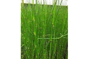 Lincolnshire Pond Plants Ltd Marginal Plants - Live Water Plant Aquatic Pond Lake Marginal - Pond Plants (Equisetum Hyemale) - 9cm Bareroot