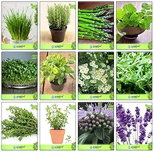 Creative Farmer Herb Seeds For Kitchen Garden Combo Chives, Rosemary, Asparagus, Mint, Cress Common, Lemon Basil, German Chamomille, Wild Rocket, Thyme English Winter, Terragon, Penny Royal, Lavender Herb Seeds Combo Pack