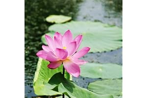 LAMPHLE 10 Unids Semillas de Flor de Loto Floración Georgic Crecimiento Rápido Excelente Producción de Semillas de Nelumbo para Jardín Rosado