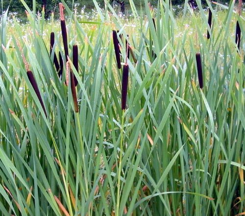 Breitblättriger Rohrkolben / Typha Latifolia im 9×9 cm Topf - 2