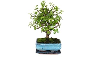Exotenherz - Bonsai - Portulacaria afra - Jadebaum - Afrikanischer Elefantenbaum - ca. 4-5 Jahre - Kugelform