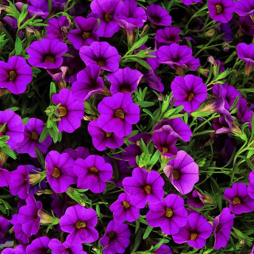 Zauberglöckchen pink, Million Bells, Minipetunie (Calibrachoa Hybriden)