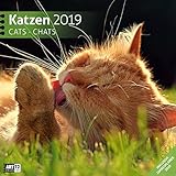 Image de Katzen 2019, Wandkalender / Broschürenkalender im Hochformat (aufgeklappt 30x60 cm) - Geschenk-Kale