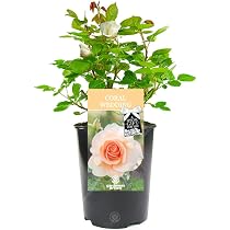 Glückwunschkarte Zum 35. Hochzeitstag – Korallen-Motiv Mit Floralem Champagner-Design