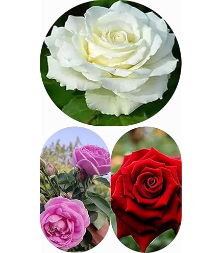 ROSE❣️ Zxxyanbi Rare Live Combo-3 Colour) Climbing Rose Flower Plant