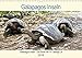 Produktbild Galapagos inseln - Die Reise der SY Shangri La (Wandkalender 2019 DIN A3 quer): Die Tierwelt der Galapagos Inseln, Santa Cruz (Geburtstagskalender, 14 Seiten ) (CALVENDO Tiere)