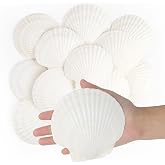 Jangostor 16 Pieces Natural Shells, 10 cm - 12 cm White Natural Seashells Large Shells for Crafts Weddings Decorate Beach The