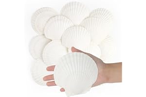 Jangostor 16 Piezas Conchas Naturales, 10 cm - 12 cm Blanco Conchas Marinas Naturales Conchas Grandes para Artesanías Bodas decoran Fiestas temáticas de Playa, peceras y Rellenos de jarrones