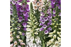 WARMHAND Pack x6 'Foxglove 'Dalmation Mixed' Digitalis (LARGE) Plug Plants