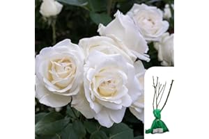 HARRINGTONS ROSES 1 x Rosa Iceberg Floribunda Rose - Bare Root, Award-Winning White Rose, Fragrant Blooms, Ideal for Garden Borders, Flower Beds & Containers - When Only The Best Will Do - Top Grade “A” Roses