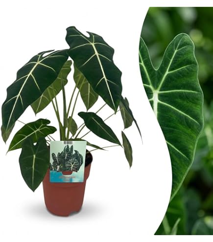 Zynesflora Alocasia Zebrina im  21 cm Pflanztopf - Hhe: 70-75 cm -  Pfeilblatt Alokasie Zimmerpflanze mit Zebramuster : Amazon.de: Garten