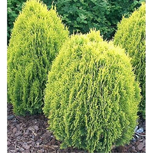 Amazon.co.uk dwarf conifers in pots Garden & Outdoors