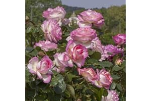 GENERICO Pianta ROSA BREVETTATA PRINCIPESSE DE MONACO® MEILLAND RAMPICANTE PROFUMATA vaso19 AMDGarden