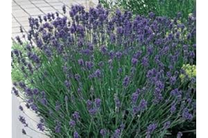 WOLDS COLLECTION Pack x6 English Lavender Angustifolia 'Munstead' Perennial Garden Plug Plants