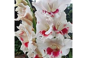 FLOWER FIELD STORY 5 pezzi di rari bulbi misti Don Gla Pu extra-large Spettacolari proiettili a fiore grande con macchie rosse su petali bianchi piante di giglio spada