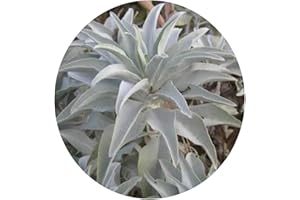 Oce180anYLVUK Semi di salvia bianca, salvia bianca, 200 pezzi/borsa Semi di salvia bianca perenne profumo multifunzionale semi di piante aromatiche estetiche per balcone White Sage Seeds