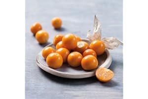 Cape Gooseberry Plants, Ready for The Garden. 'Goldvital'. Physalis. Soft Fruit. Great for Garnish. 1L Plant. Available from Bedwen Plants.