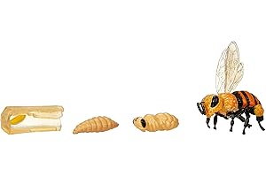 INSECT LORE BEE LIFE CYCLE STAGES